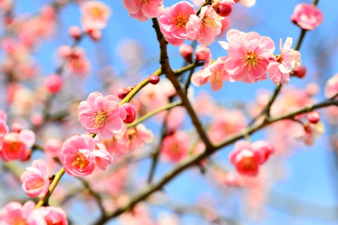英語 春の 訪れ 「春の息吹」とは？意味や使い方！類語や英語も解釈！